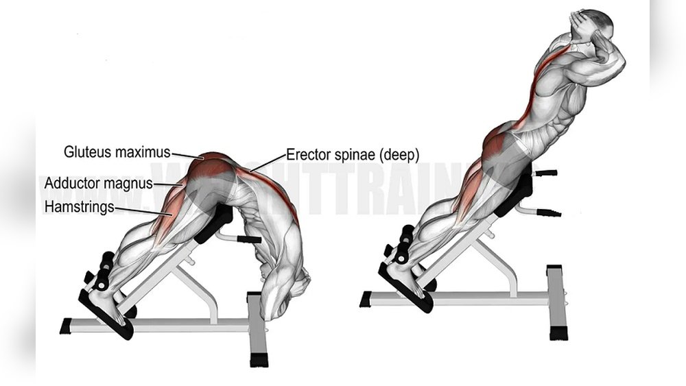 You are currently viewing What Muscles Does a Hyperextension Bench Target? Ultimate Guide