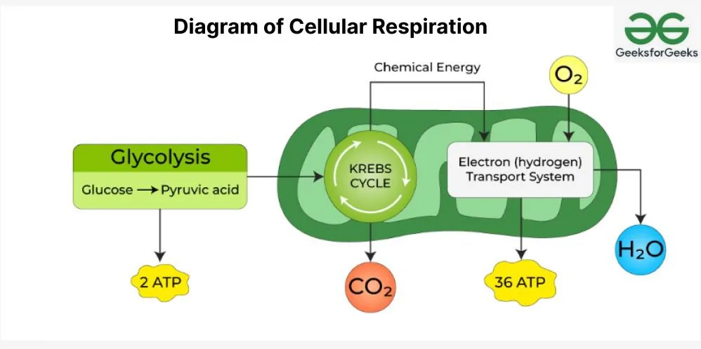 Aerobic metabolism