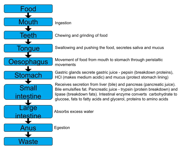 Gastric emptying