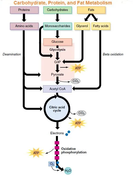 Glycolysis