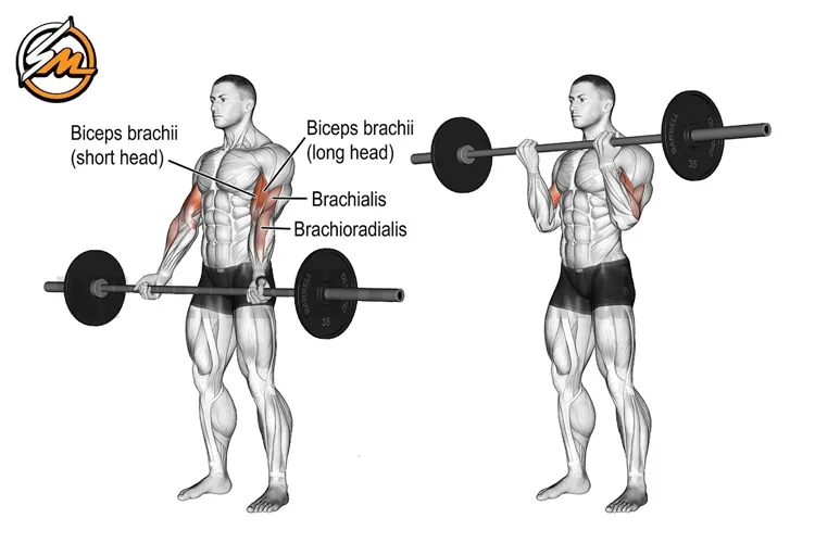 Isolation Exercises