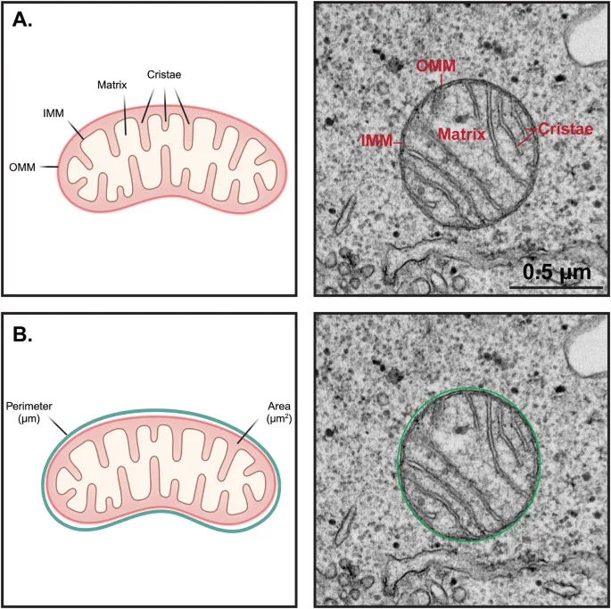 Mitochondrial Biogenesis