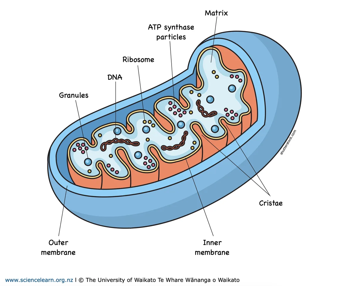 Mitochondrial density