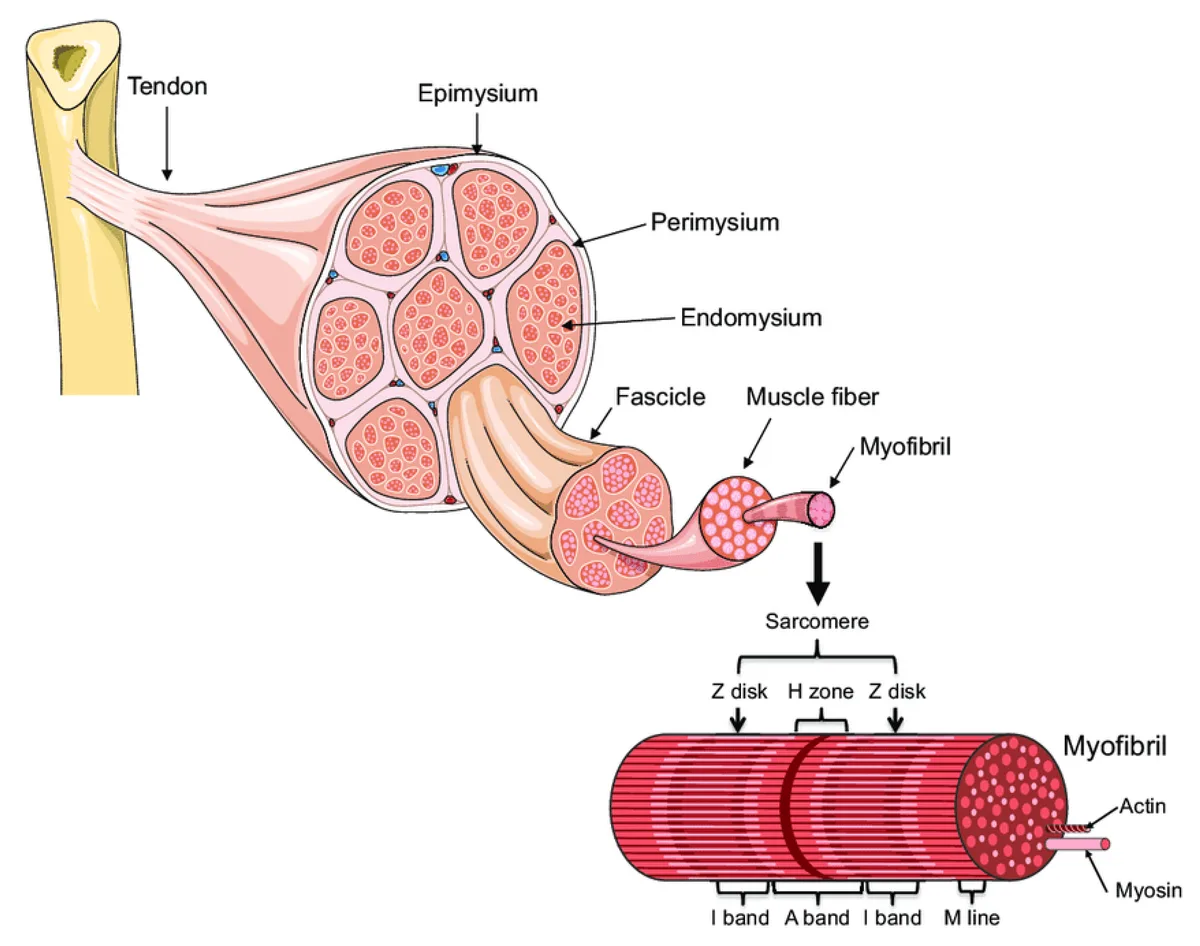 Muscle Fiber