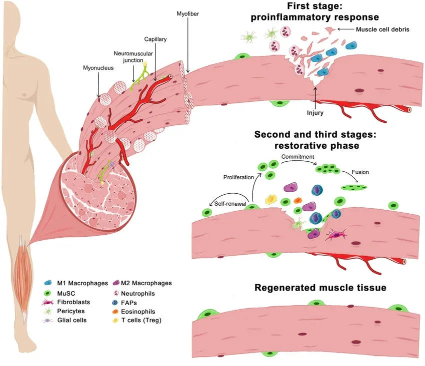 Muscle protein synthesis