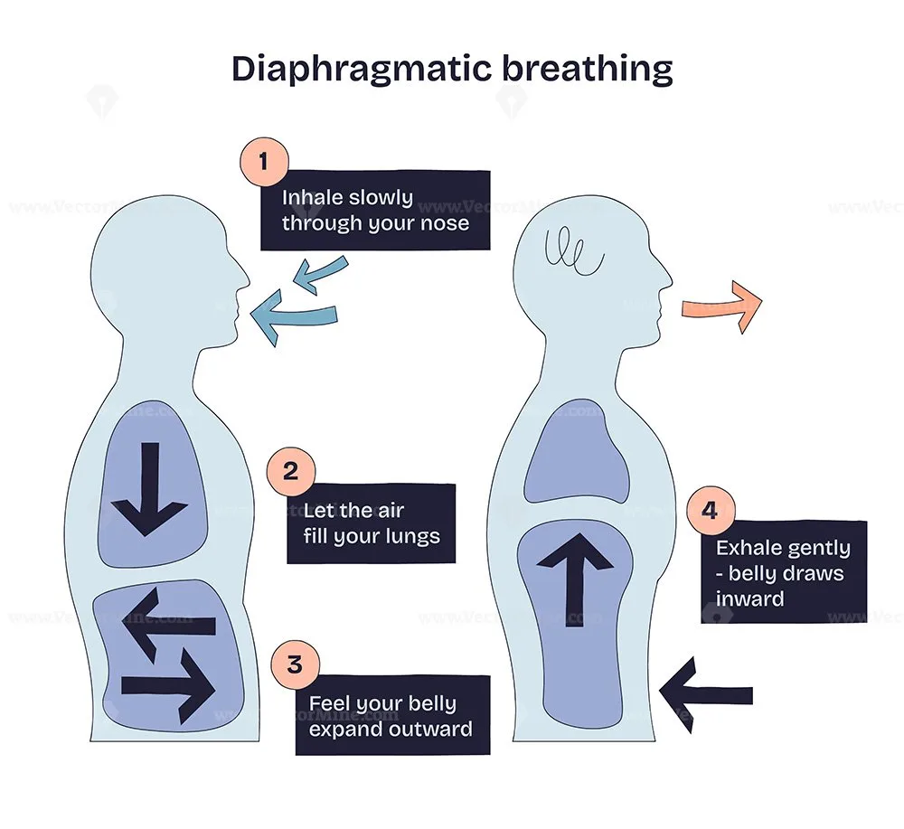 Parasympathetic nervous system