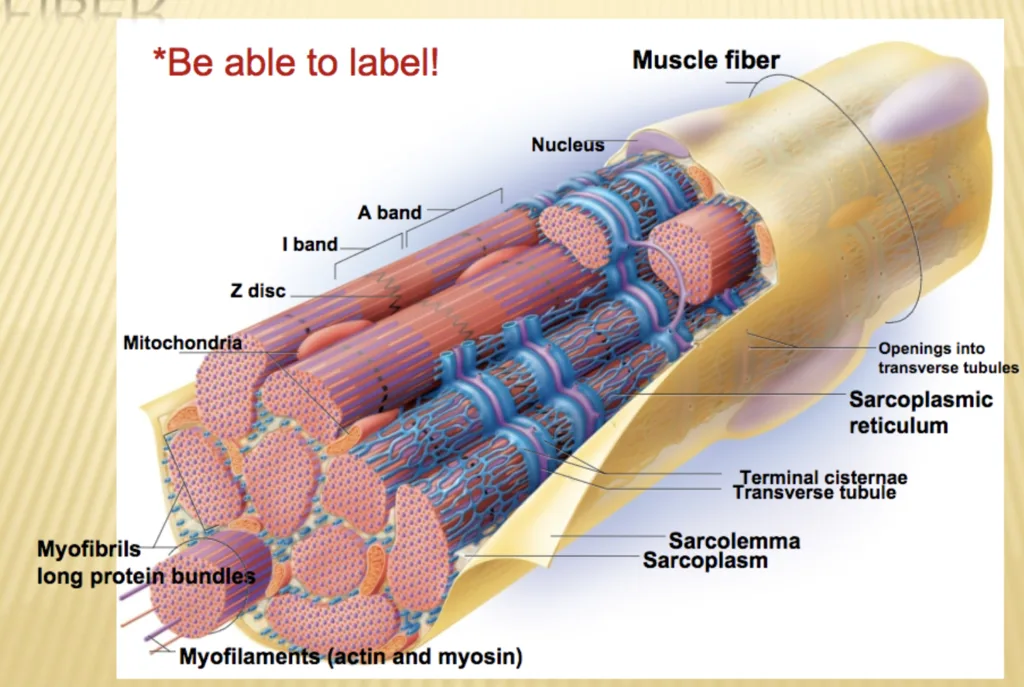 Skeletal muscle
