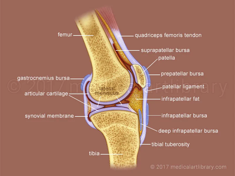 Synovial fluid