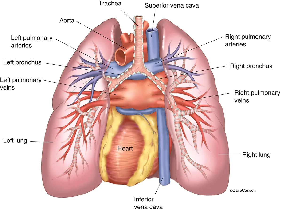 The Mechanics of Cardiorespiratory Fitness