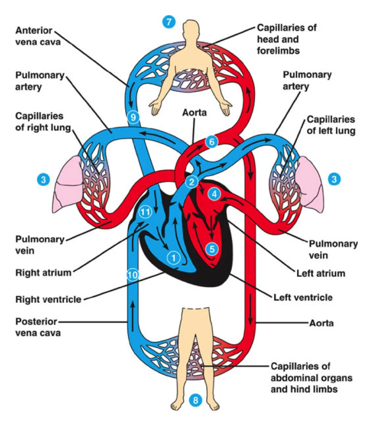 Venous return