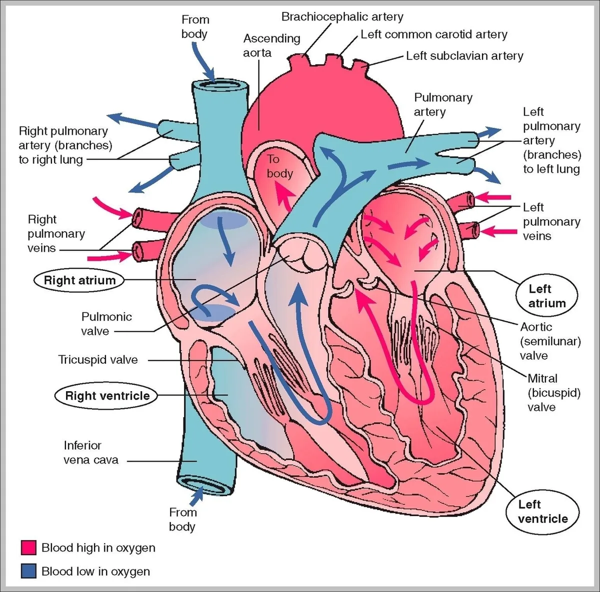 Venous return