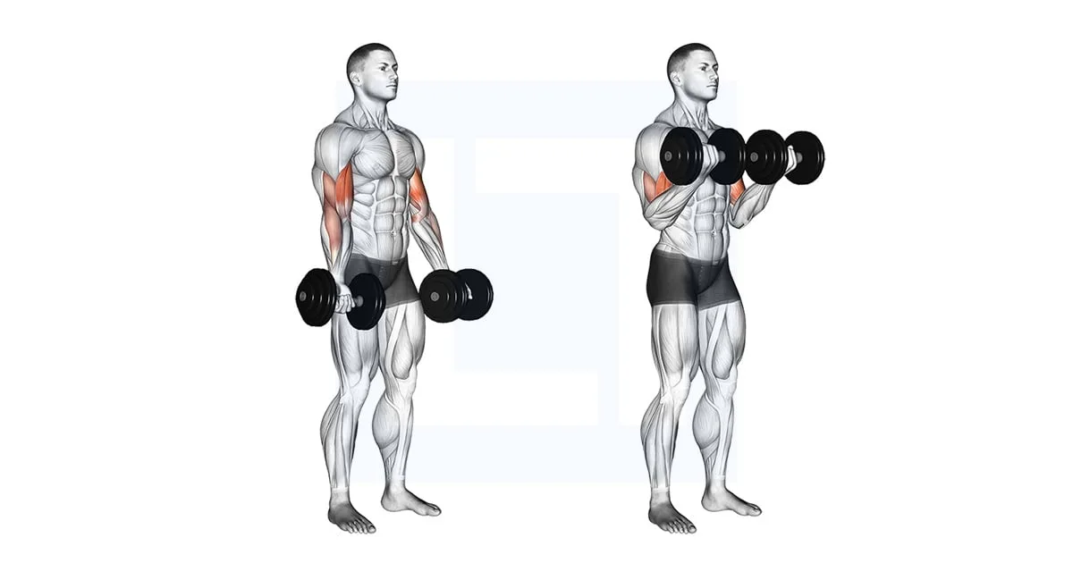 What are isolation exercises